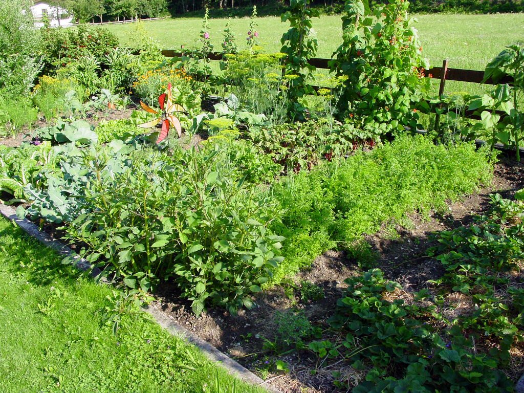 Kleiner Gemüsegarten