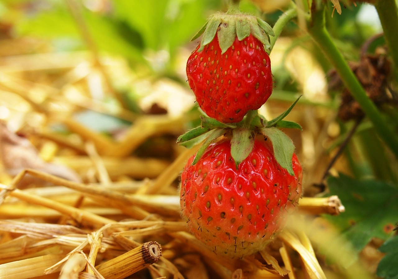 Gartentipps Juni