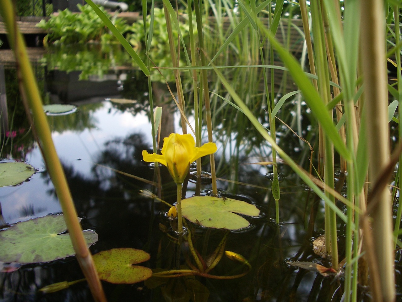 Gartenteich