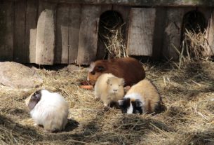 Meerschweinchen Familie im Garten